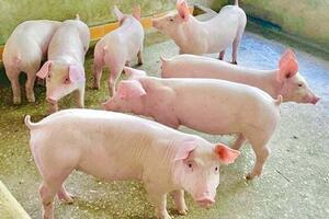 Giá heo hơi hôm nay ngày 2/9/2025: Tiếp tục đi ngang ở cả 3 miền