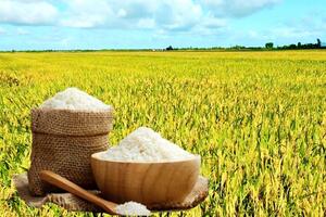 Giá lúa gạo hôm nay ngày 2/9: Gạo đi ngang, lúa tươi chững giá