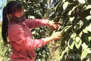 Giá tiêu hôm nay 4/9/2025: Đắk Lắk cao nhất 155.000 đồng/kg