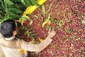 Bản tin nông sản hôm nay (5-9): Giá cà phê diễn biến trái chiều