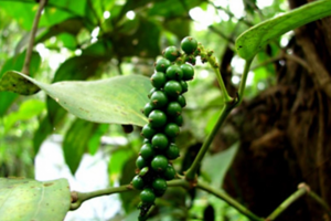 Bản tin nông sản hôm nay (6-9): Giá cà phê giảm, giá hồ tiêu ổn định