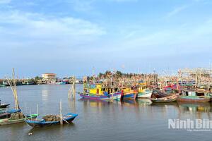 Ninh Bình quyết liệt chống khai thác hải sản bất hợp pháp