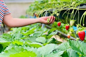 Lâm Đồng: Du lịch canh nông thúc đẩy tiêu thụ nông sản vùng dân tộc