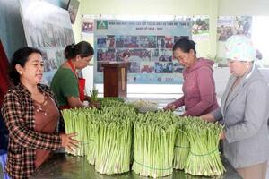 Măng tây: ‘Vàng xanh’ của đồng bào Chăm