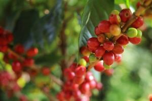 Bản tin nông sản hôm nay (7-9): Giá cà phê giảm mạnh