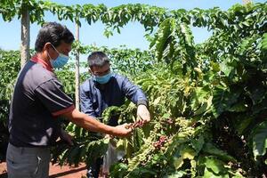 Cà phê Gia Lai và hành trình định vị thương hiệu toàn cầu