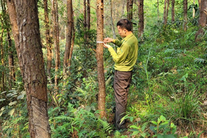 Lạng Sơn phát triển sinh kế vùng cao từ nông lâm nghiệp bền vững