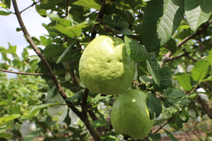 Nỗ lực xây dựng thương hiệu ổi Linh Sơn