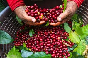 Phát huy thương hiệu cà phê Di Linh, cải thiện đời sống bà con dân tộc