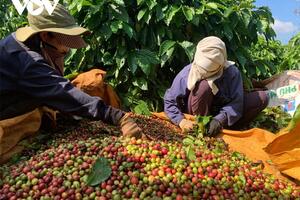 Bản tin nông sản hôm nay (14-9): Giá cà phê khu vực Tây Nguyên tăng mạnh