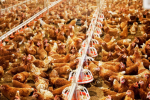 Hà Tĩnh: Nuôi gà đẻ trứng công nghệ cao, thu lãi hàng tỷ đồng mỗi năm