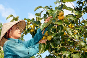 Cây hồng không hạt: Hiệu quả kinh tế cao cho bà con Thái Nguyên