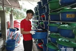 Nghề nuôi đuông dừa cho hiệu quả kinh tế cao