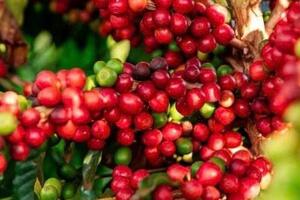 Giá cà phê Arabica vượt mốc 9.000 USD/tấn