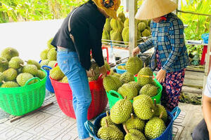 Cần Thơ: Thúc đẩy nông nghiệp chuyên canh hướng đến xuất khẩu bền vững