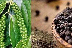 Trồng hồ tiêu hữu cơ: Cơ hội mới cho nông dân