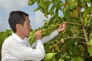 Nỗ lực “nâng tầm” sản phẩm OCOP 4 sao nước cốt trái nhàu