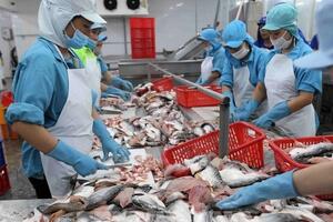 Xuất khẩu cá tra vượt 1,4 tỷ USD