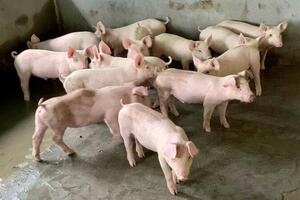 Vì sao giá heo hơi luôn biến động mạnh theo vùng miền?