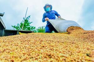 Bản tin nông sản hôm nay (22-9): Giá cà phê trong nước tiếp tục giảm mạnh