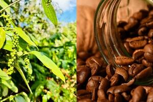 Hồ tiêu và cà phê cùng tăng giá: Cơ hội kép cho nông sản Việt?