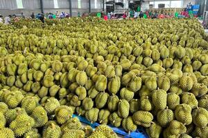 Kim ngạch xuất khẩu rau quả tăng mạnh, tiến gần mục tiêu 8 tỷ USD