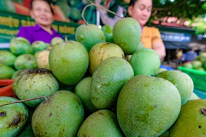 Nông sản Yên Châu vươn mình ra thế giới