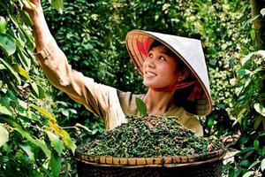 Bản tin nông sản hôm nay (27-9): Giá cà phê giảm mạnh