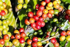 Giá cà phê Arabica và Robusta đồng loạt tăng trở lại