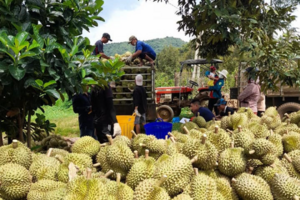 Sầu riêng Ea Knuêc: Xây dựng thương hiệu, vươn ra thị trường số