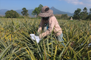 Dứa Cư Pui: Xây dựng thương hiệu, mở rộng thị trường