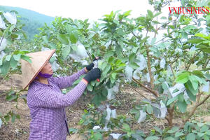 Đòn bẩy cho sản phẩm OCOP tiền tỷ và bức tranh nông thôn mới ngày càng hiện đại ở Quảng Ninh