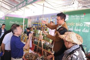 Sâm quý Ngọc Linh: Bảo tồn và mở rộng thị trường tiêu thụ