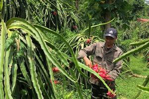 Nông sản vùng cao Bảo Yên vươn ra thị trường nhờ HTX và chuyển đổi số