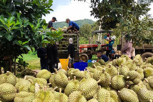 Đẩy mạnh đàm phán mở cửa, tạo cú hích cho xuất khẩu rau quả