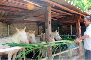 Nuôi ngựa: Sinh kế thoát nghèo của bà con dân tộc vùng cao Phong Vân