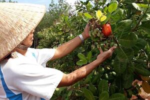 Hạt điều Hoàng Phú: Lực đẩy phát triển kinh tế cho đồng bào dân tộc