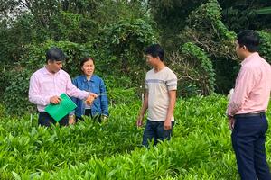 Vùng cao Ba Tơ nâng cao hiệu quả vốn tín dụng chính sách