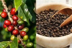 Bản tin nông sản hôm nay (10-10): Giá cà phê, hồ tiêu bật tăng