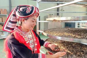 Từ núi rừng Tuyên Quang, chè Tây Côn Lĩnh chinh phục trời Tây