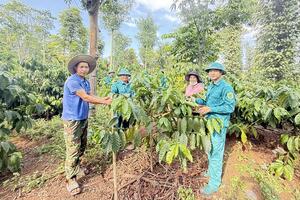 Đắk Phơi tạo đột phá trong giảm nghèo bền vững