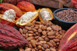 Nguồn cung thắt chặt, giá ca cao leo thang trên thị trường thế giới