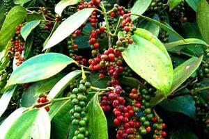 Bản tin nông sản hôm nay (31-10): Giá cà phê tăng mạnh