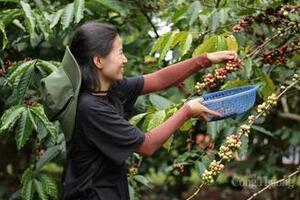 Giá cà phê hôm nay 3/11/2025: Trong nước đi ngang