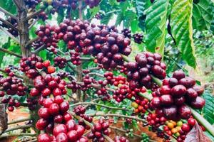 Giá cà phê thế giới tăng cao do lo ngại về nguồn cung