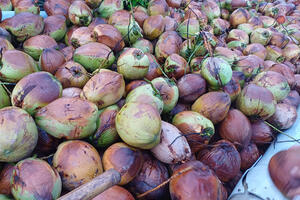 Tăng trưởng ngành dừa tươi chững lại, cảnh báo nguy cơ thị trường