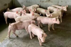 Giá heo hơi hôm nay 7/11/2025: Tiếp tục giảm nhẹ