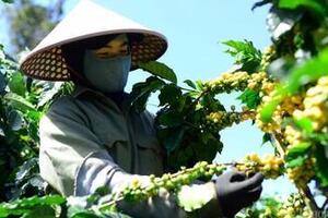 Giá cà phê hôm nay 8/11/2025: Sụt giảm sâu