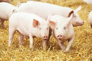 Giá heo hơi hôm nay 12/11/2025: Tiếp tục giảm nhẹ nhiều nơi