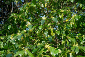 Lạng Sơn thúc đẩy chuỗi giá trị nông sản xuất khẩu